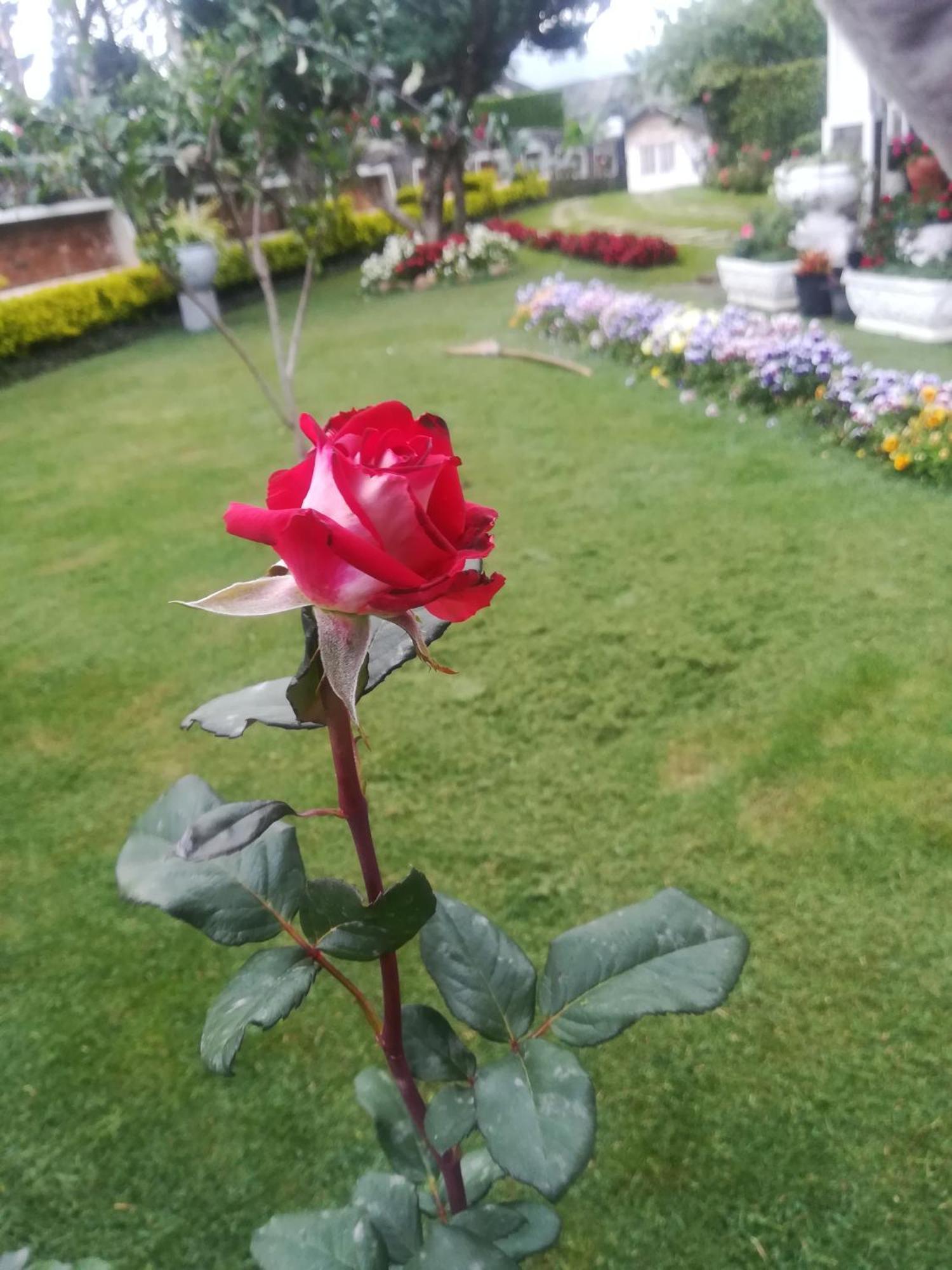 Royal Wattles Apartment Nuwara Eliya Luaran gambar
